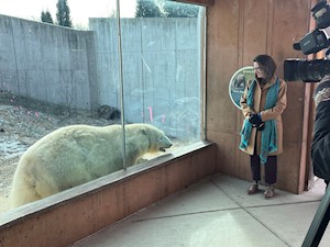 Polar Bear 2